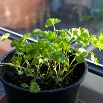 Як виростити петрушку на підвіконні
