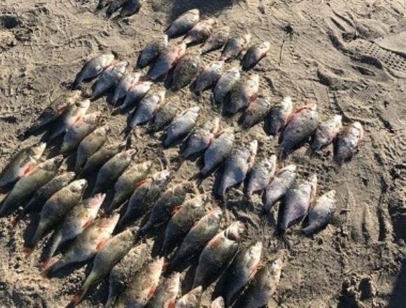 1 На Дніпровському водосховищі порушник наловив риби на понад 140 тисяч