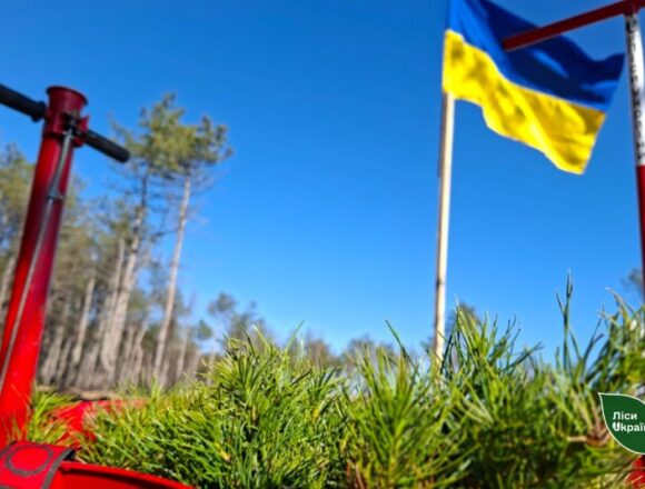 На Дніпропетровщині почнуть висаджувати ліс