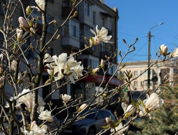 У Самарі розпочинається конкурс дворів