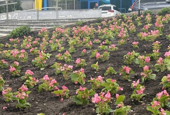 квіткові композиції У парках Дніпра з’являються нові квіткові композиції