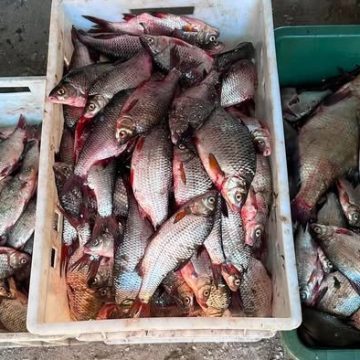 Збитки на 911 тисяч гривень: на Дніпровському водосховищі виявили масштабне браконьєрство