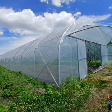 Від фронту до полуничного бізнесу: історія ветерана з Дніпропетровщини